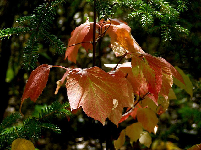 Elusive Reds