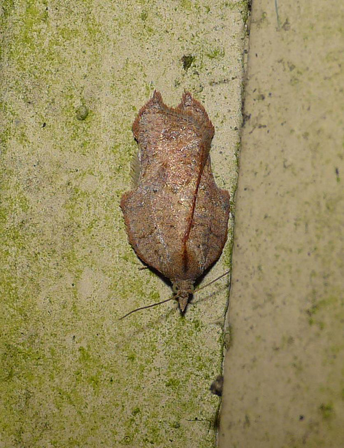 Acleris Emargana