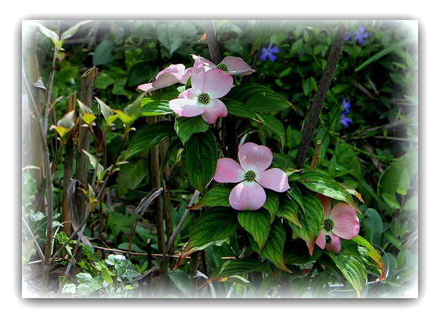 Cornus florida  rubra