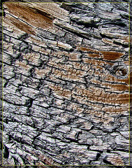 Bark Detail