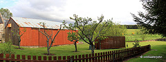 Howgate Wonder apple