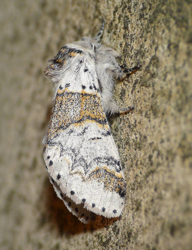 Sallow Kitten Side