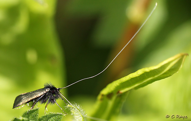 Adela reaumurella - Green Long-horn