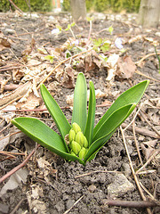 Knospe einer Hyazinthe (Hyacinthus orientalis)