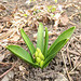 Knospe einer Hyazinthe (Hyacinthus orientalis)