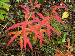 Fireweed in fall