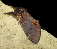 Iron Prominent -Side