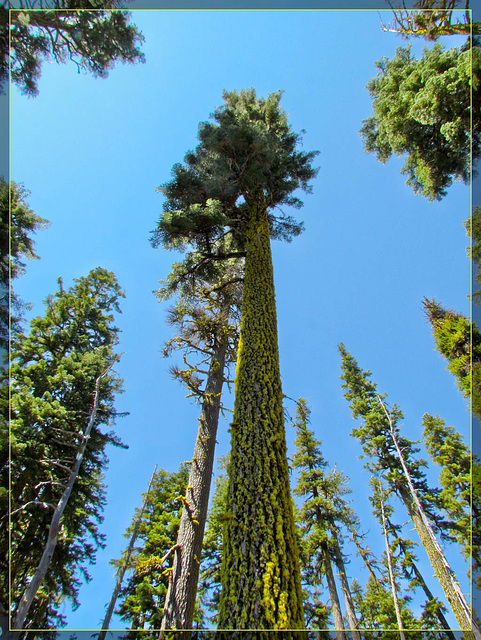 Mossy Trees