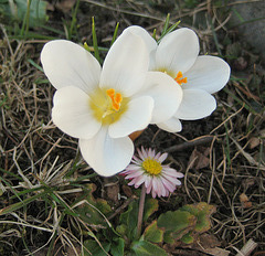 weißer Krokus (Crocus) und Gänseblümchen (Bellis perennis)