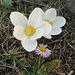 weißer Krokus (Crocus) und Gänseblümchen (Bellis perennis)