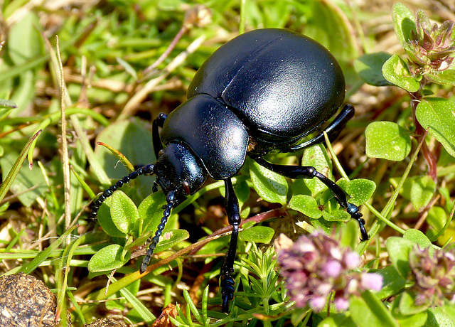 Bloody-nosed Beetle