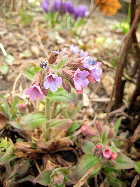 Lungenkraut  (Pulmonaria officinalis)