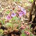 Lungenkraut  (Pulmonaria officinalis)