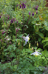 The aquilegias are coming