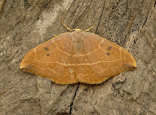 Oak Hook-tip