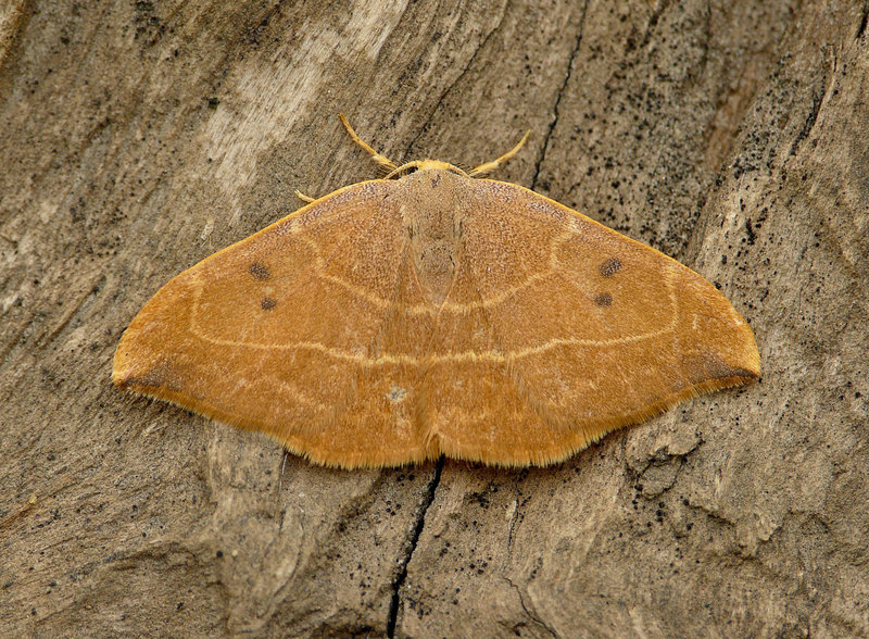 Oak Hook-tip