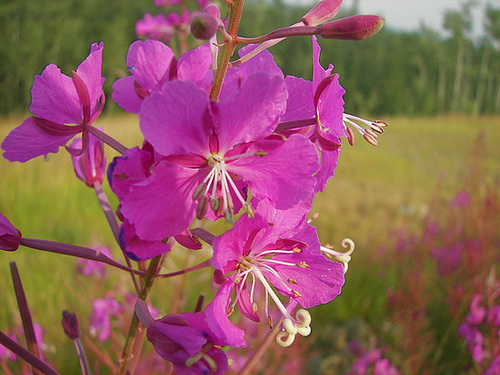 Fireweed