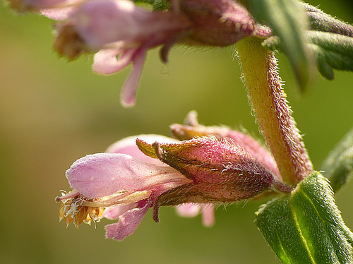 Red Bartsia