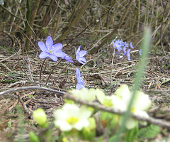 Leberblümchen (Hepatica nobilis)