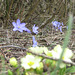 Leberblümchen (Hepatica nobilis)