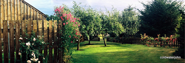 Orchard at sunset in July 4234746778 o