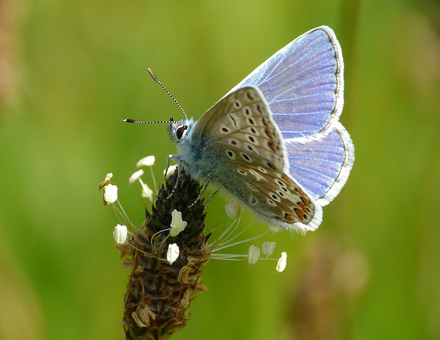 Common Blue Side B