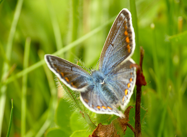 Common Blue Female