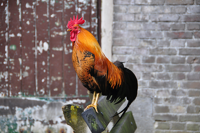 One of the lone roosters at my office