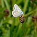 Common Blue Side A