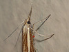 Agriphila tristella with Red Mite