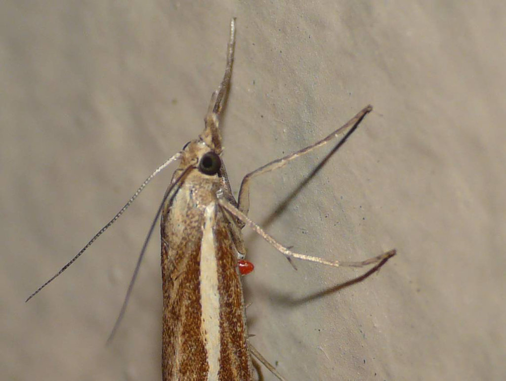 Agriphila tristella with Red Mite