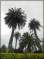 Conservatory of Flowers: Palm Trees