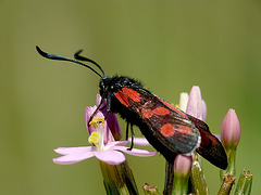 Six-spotted Burnet