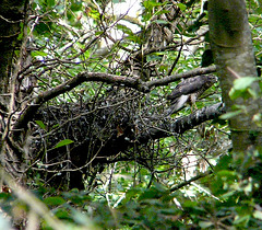 Juvenile Sparrowhawk 1