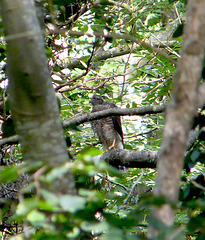 Juvenile Sparrowhawk 2