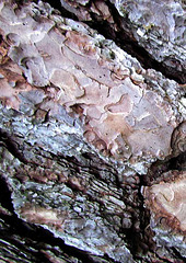 Ponderosa Pine Bark Texture