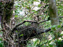 Sparrowhawk Nest