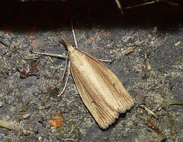 Chilo Phragmitella