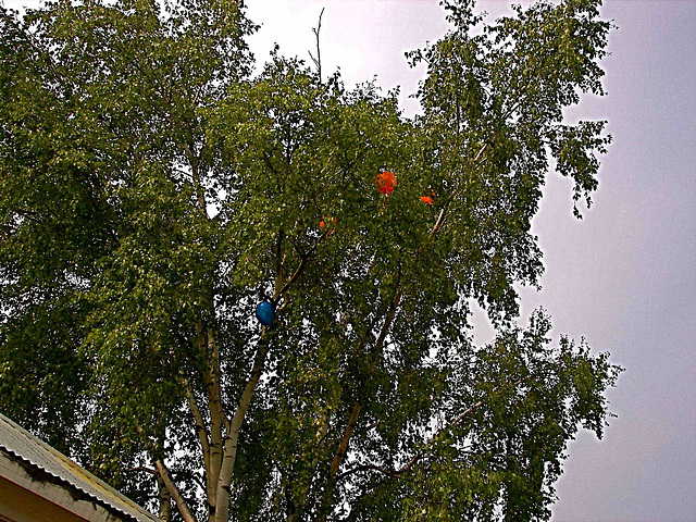 Balloon eating tree