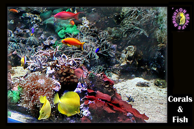 Corals & Fish Brighton Sealife 9.2.2013