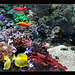 Corals & Fish Brighton Sealife 9.2.2013