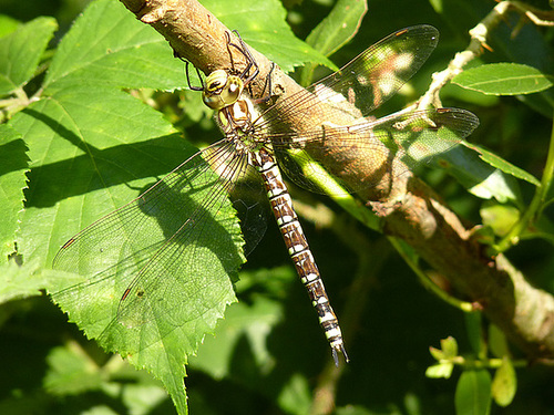 Southern Hawker