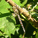 Southern Hawker