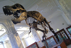 T-Rex "Stan" at Manchester University museum.