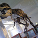 T-Rex "Stan" at Manchester University museum.