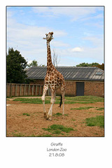 Giraffe - London Zoo - 21.8.2008