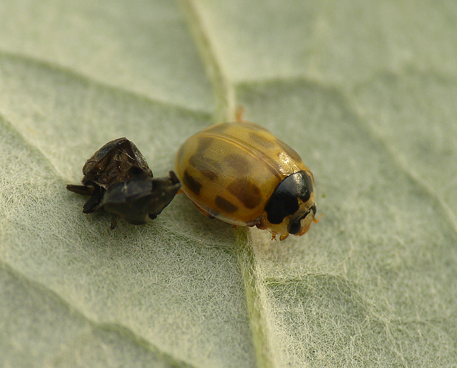 Patio Life: 14-spot Ladybird