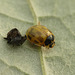 Patio Life: 14-spot Ladybird