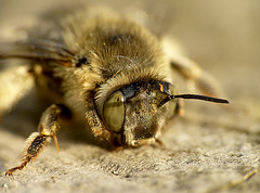 Patio Life: Little Bee