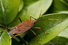 Shield Bug